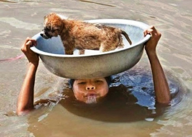 Puppy-Saved-from-flood-waters