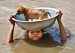 Puppy-Saved-from-flood-waters